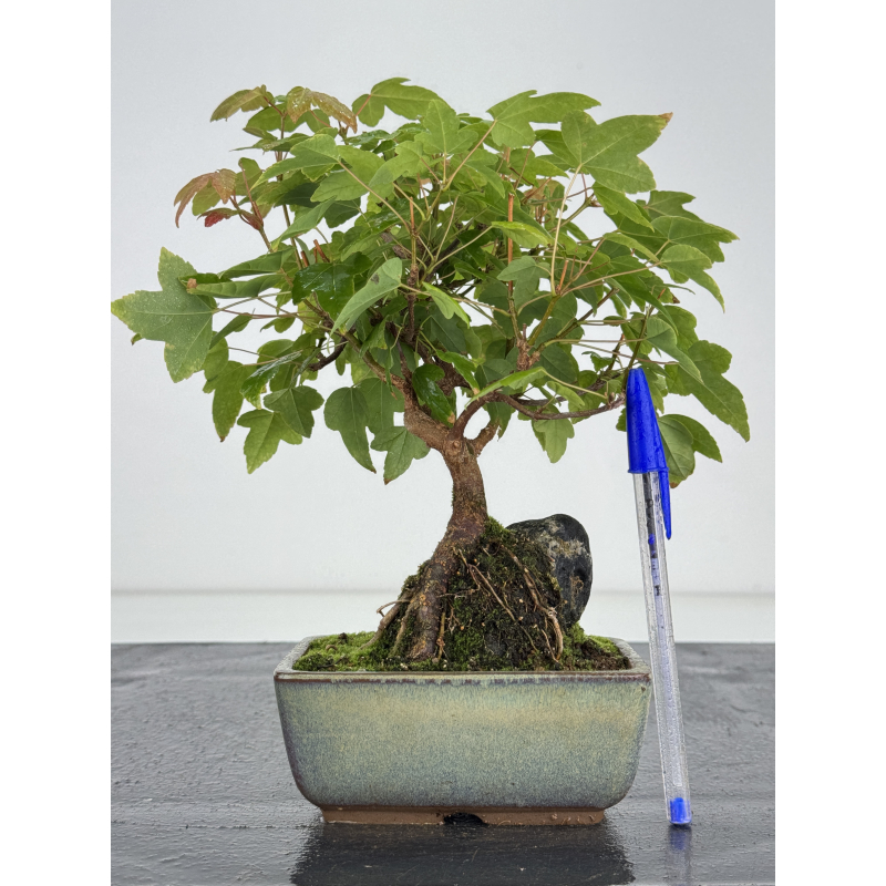 Acer buergerianum I-8179