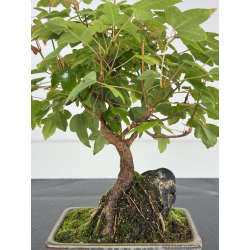 Acer buergerianum I-8179 vista 2