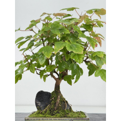 Acer buergerianum I-8179 vista 3