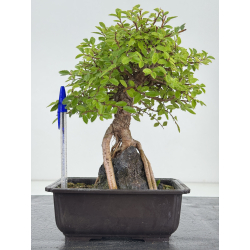 Zelkova nire I-8180
