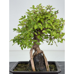 Zelkova nire I-8180 view 2