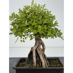 Zelkova nire I-8180 view 3