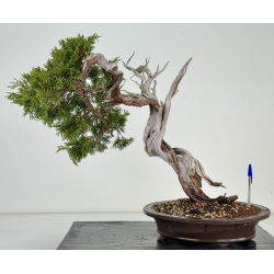 Juniperus sabina A01365