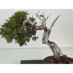 Juniperus sabina A01365 view 2