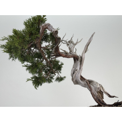 Juniperus sabina A01365 view 3