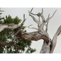 Juniperus sabina A01365 view 4