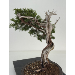 Juniperus sabina A01365 view 5