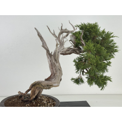 Juniperus sabina A01365 view 6