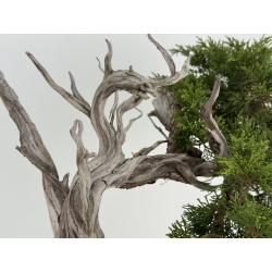 Juniperus sabina A01365 view 7