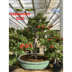 Pyracantha I-8130 September 2025