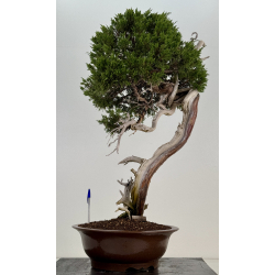Juniperus sabina -sabina rastrera- A01364