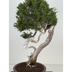 Juniperus sabina A01364 view 2