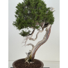 Juniperus sabina -sabina rastrera- A01364 vista 2