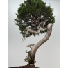 Juniperus sabina -sabina rastrera- A01364 vista 3