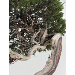 Juniperus sabina A01364 view 4