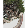Juniperus sabina -sabina rastrera- A01364 vista 4