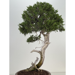 Juniperus sabina -sabina rastrera- A01364 vista 5