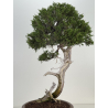 Juniperus sabina -sabina rastrera- A01364 vista 5