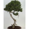 Juniperus sabina -sabina rastrera- A01364 vista 6