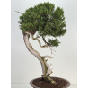 Juniperus sabina -sabina rastrera- A01364 vista 7