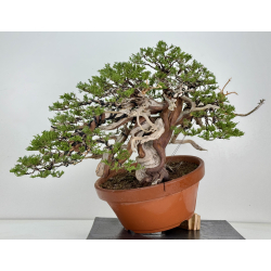 Juniperus sabina A01366