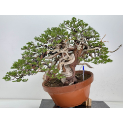 Juniperus sabina A01366 view 2
