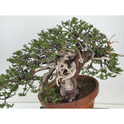 Juniperus sabina A01366 view 3