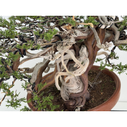 Juniperus sabina A01366 view 4
