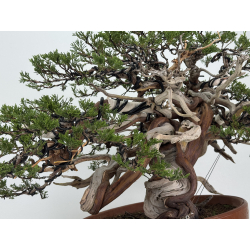 Juniperus sabina A01366 view 5