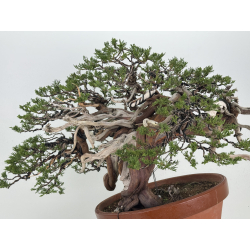 Juniperus sabina A01366 view 6