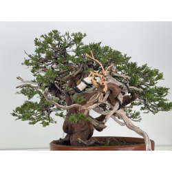 Juniperus sabina A01366 view 7