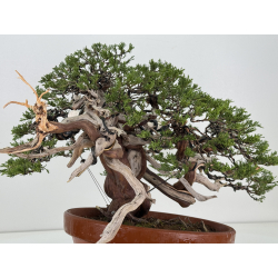 Juniperus sabina A01366 view 8