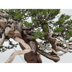 Juniperus sabina A01366 view 9