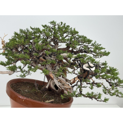 Juniperus sabina A01366 view 10