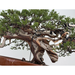 Juniperus sabina A01366 view 11