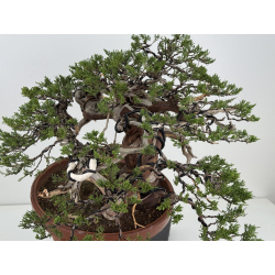 Juniperus sabina A01366 view 12