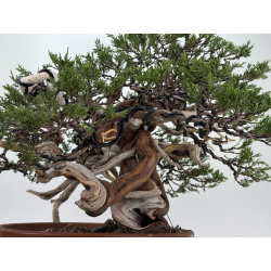 Juniperus sabina A01366 view 13