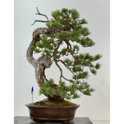 Pinus sylvestris -pino s. europeo- I-8181