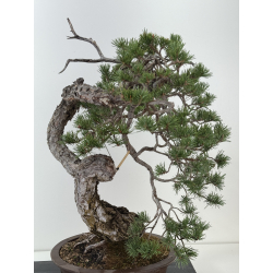 Pinus sylvestris -pino s. europeo- I-8181 vista 2