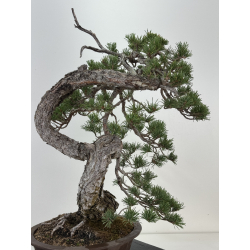 Pinus sylvestris I-8181 view 3