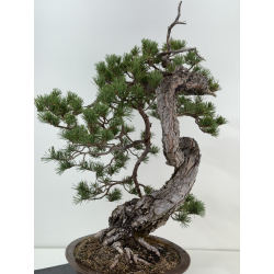 Pinus sylvestris -pino s. europeo- I-8181 vista 4