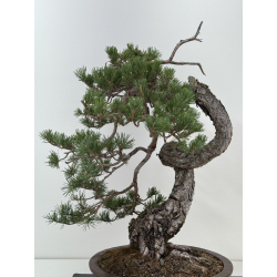 Pinus sylvestris -pino s. europeo- I-8181 vista 5