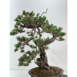 Pinus sylvestris -pino s. europeo- I-8181 vista 6