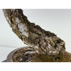 Pinus sylvestris -pino s. europeo- I-8181 vista 7