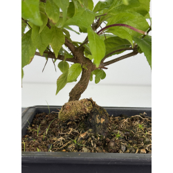 Callicarpa japonica I-8186 view 2