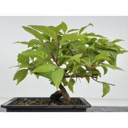Callicarpa japonica I-8186 view 3