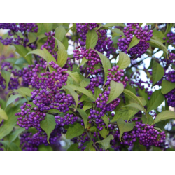 Callicarpa japonica I-8186 view 4