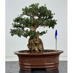 Olea europaea sylvestris I-8185