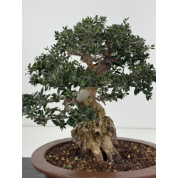 Olea europaea sylvestris I-8185 view 2