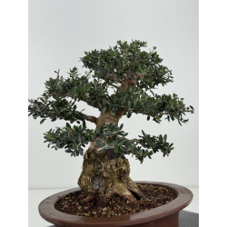 Olea europaea sylvestris I-8185 view 3